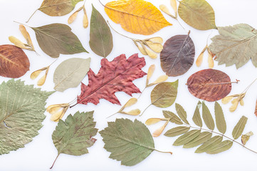 Differents multi-colored dry leaves on a white background. Autumn pattern