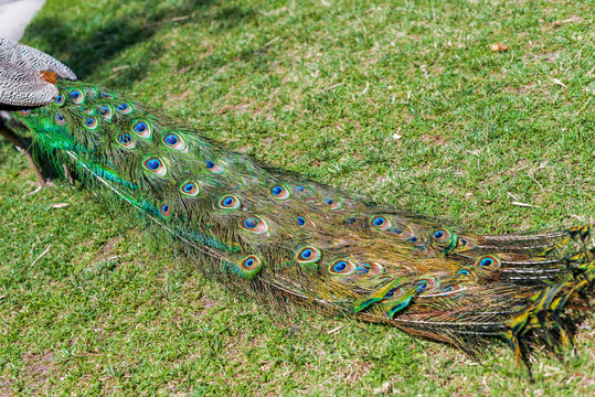 Beautiful peacock in a park 