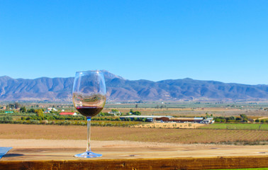 glass of wine in vineyard