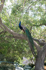 Naklejka premium Beautiful peacock in a garden