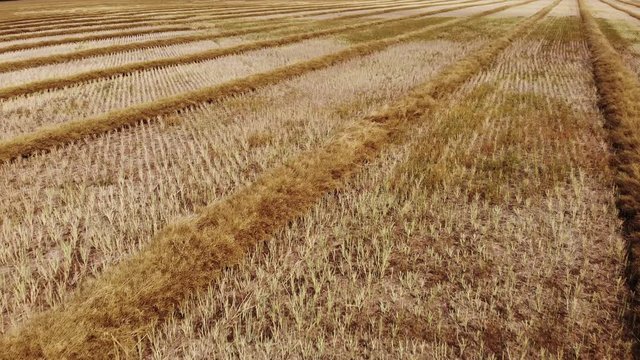 Low flying drone video over a mature fall canola field that has been swathed into windrows and is ready for harvesting.  Drone is flying at an angle to the direction of the rows of crops.