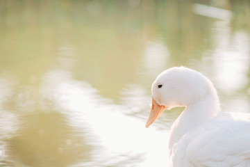 Portrait close up of beautiful young white duck near pond at the park in the morning with sunshine and water blurred background.