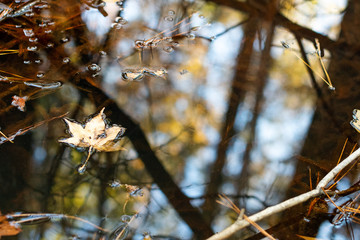 Water reflects autumn foliage, trees and blue sky in the forest ~LOOKING GLASS~