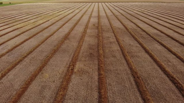 Drone video over a mature fall canola field that has been swathed into windrows and is ready for harvesting.  Drone is flying parallel to the direction of the rows of crops.