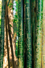 Green bamboo wall background Japanese style with writings