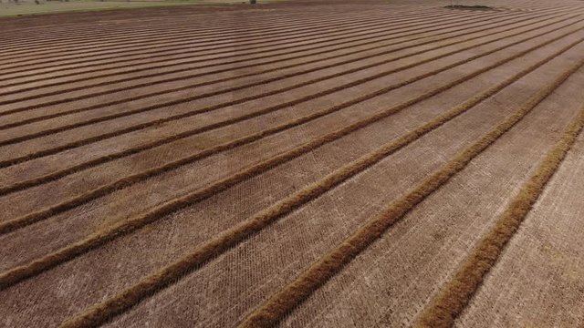 Drone video over a mature fall canola field that has been swathed into windrows and is ready for harvesting.  Drone is flying at an angle to the direction of the rows of crops.