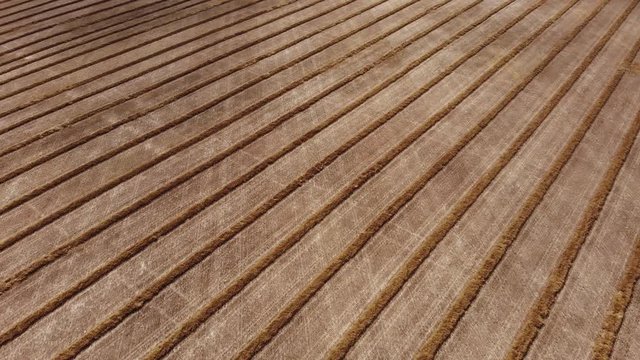 Drone video over a mature fall canola field that has been swathed into windrows and is ready for harvesting.  Drone is flying at an angle to the direction of the rows of crops.