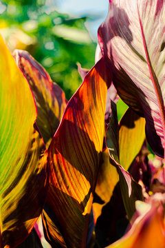 Canna lily blooming flower with abstract multicolor leaves the best exotic flower photo