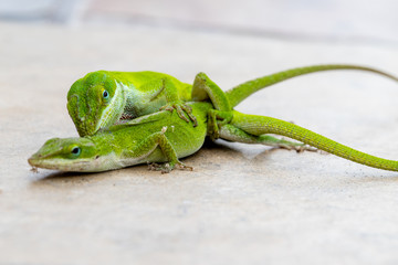Carolina Anole, or green lizards, mating