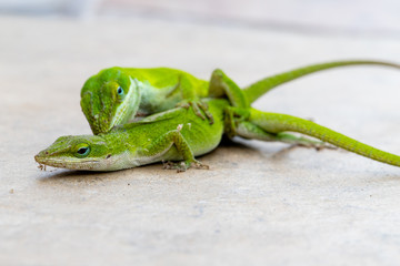 Carolina Anole, or green lizards, mating