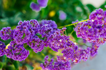 purple violet lilac blooming in arboretum garden with light effect 