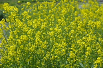 黄色い花の群落