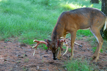 The mule deer (Odocoileus hemionus). Photo of Deer  Shedding Their Velvet