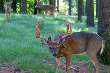 The mule deer (Odocoileus hemionus). Photo of Deer  Shedding Their Velvet