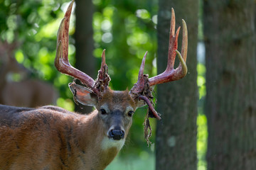 The mule deer (Odocoileus hemionus). Photo of Deer  Shedding Their Velvet