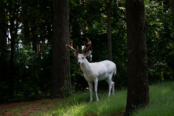 Obraz na płótnie Canvas Awesome, rare Albino White tailed Deer Shedding Their Velvet