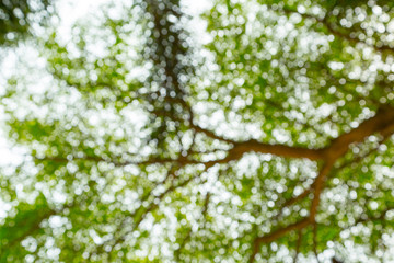 Green bokeh of tree nature