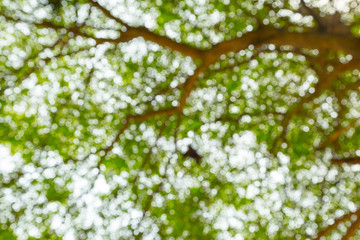 Green bokeh of tree nature