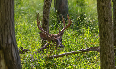 The white-tailed deer (Odocoileus virginianus) lying in tall grass on the forest
