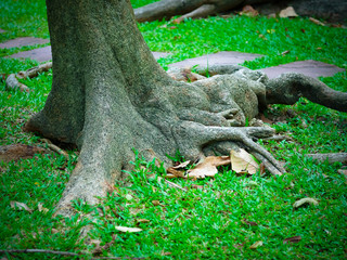 tree roots under the green grass in the park