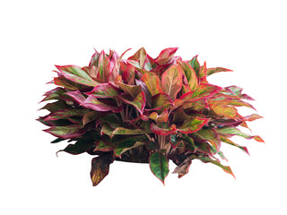 plant isolated include clippingpath on white background