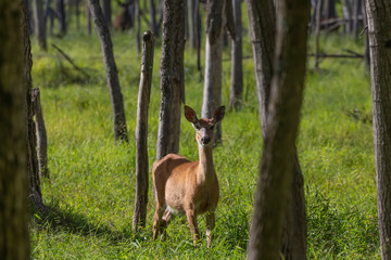 Naklejka na ściany i meble White tailed deer, doe in the forest