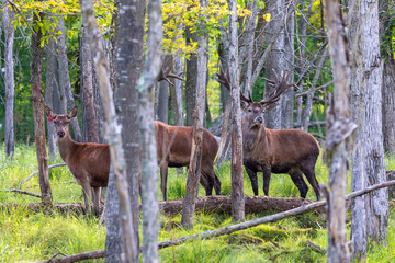 Naklejka na ściany i meble European red deer (Cervus elaphus) is fourth the largest deer species