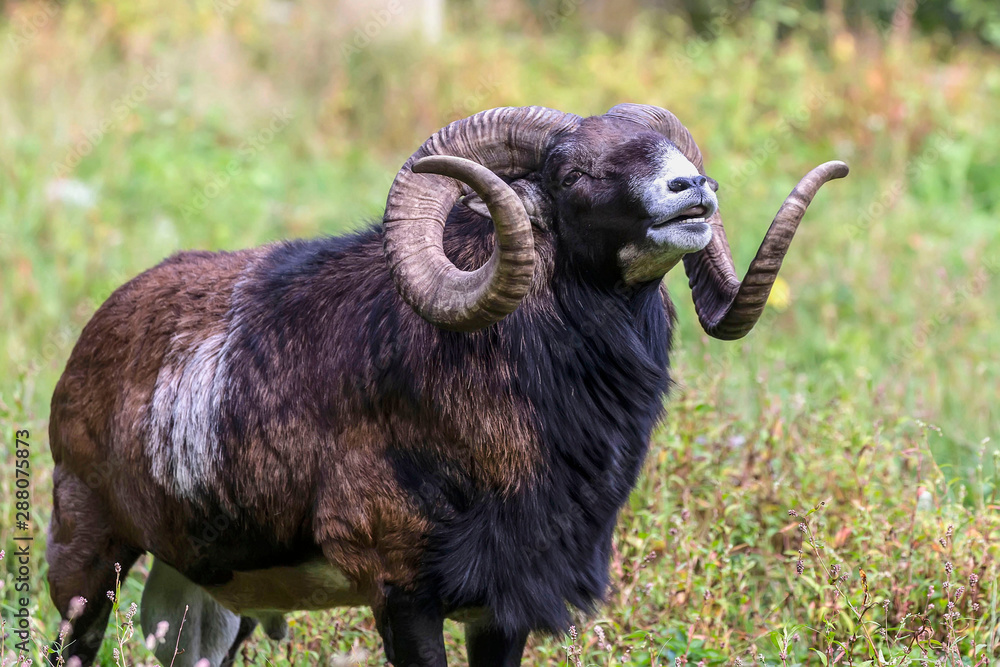 Sticker The European mouflon (Ovis orientalis musimon) in game reserve.Male mouflon are known as rams.