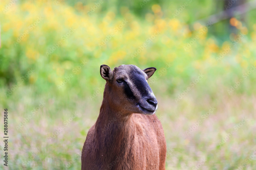 Wall mural the european mouflon (ovis orientalis musimon) in game reserve.male mouflon are known as rams.