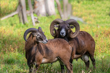 The European mouflon (Ovis orientalis musimon) in game reserve.Male mouflon are known as rams.