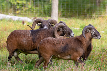 The European mouflon (Ovis orientalis musimon) in game reserve.Male mouflon are known as rams.