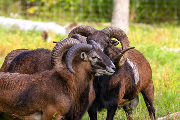 The European mouflon (Ovis orientalis musimon) in game reserve.Male mouflon are known as rams.