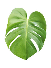 monstera leaves plant isolated include clipping path on white background