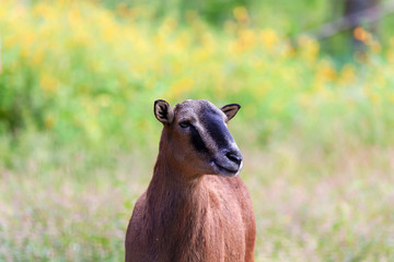 The European mouflon (Ovis orientalis musimon) in game reserve.Male mouflon are known as rams.