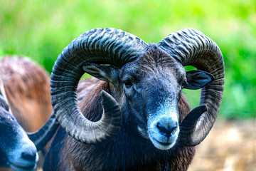 The European mouflon (Ovis orientalis musimon) in game reserve.Male mouflon are known as rams.