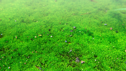 Green moss with stone in rain forest background.