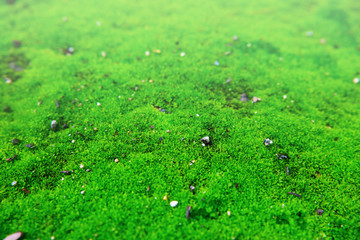 Green moss with stone in rain forest background.