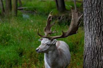 The fallow deer (Dama dama)  in natural inveronment