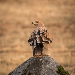 spanish imperial eagle Aquila adalberti