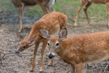 The Doe fallow deer (Dama dama) in forest