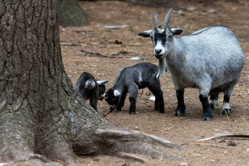 The pygmy goat with their kids in wildlife park. African  pygmy goat is domestic miniature breed