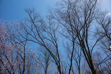The sakura trees with the sky as the background