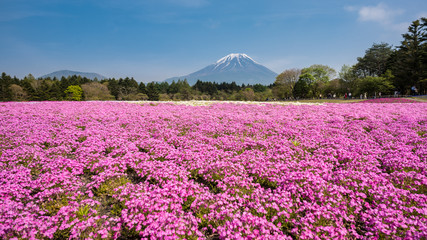 Obraz premium Pink flower fields with Mountein Fuji in the background at Japan