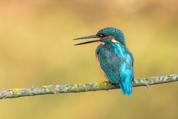  kingfisher, Alcedo atthis, kingfisher, ornithology, fishing, river, bird