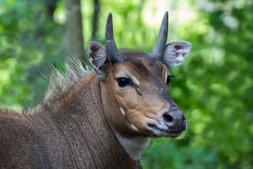 Nilgai - Blue Bull (Boselaphus tragocamelus), one of the large antelope and the largest of  Asian antelope. © Denny