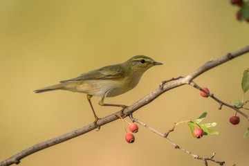 willow warbler bird branch warm background