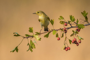 willow warbler bird branch warm background