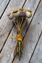 Schlafmohnkapeln Gerocknet