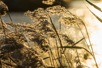 夕暮れに見るススキ