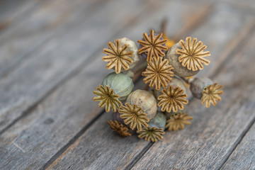 Schlafmohnkapeln Gerocknet